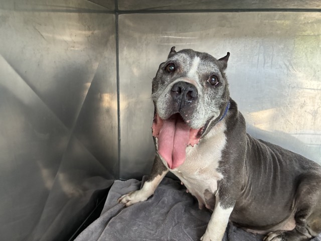 La at Chicago Animal Care and Control