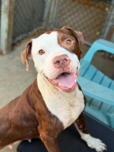 Mireille, adoptable American Pit Bull Terrier at Chicago Animal Care and Control
