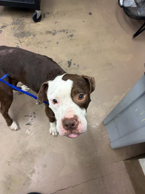 American Pit Bull Terrier / Bull Terrier at Chicago Animal Care and Control