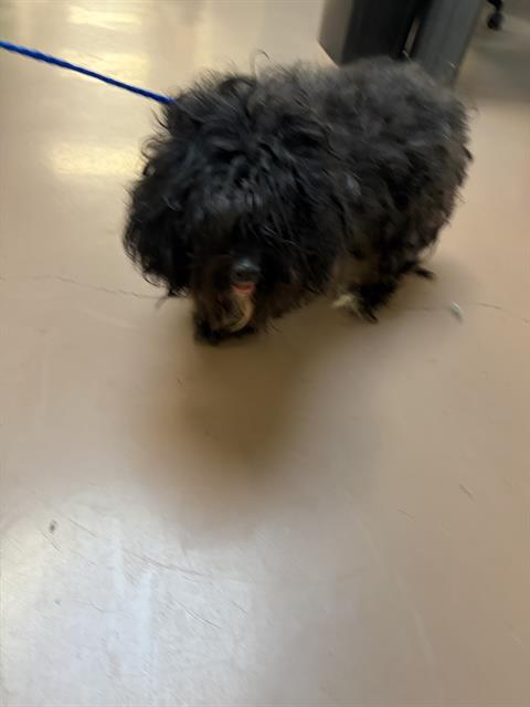 Dog A317092 at Chicago Animal Care and Control