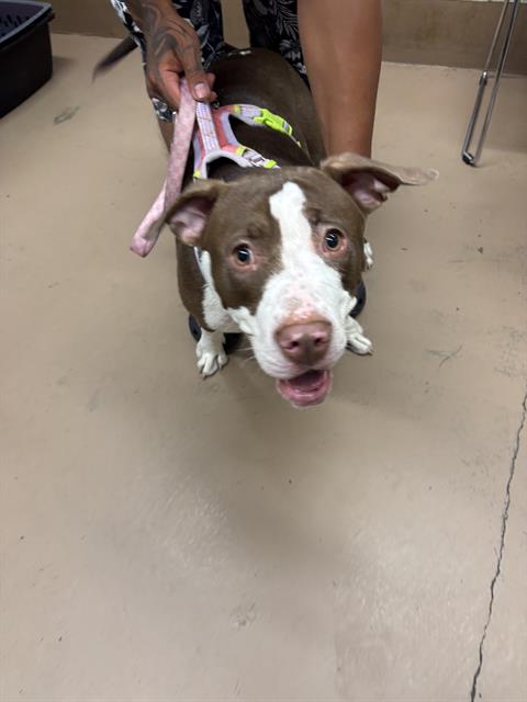 American Pit Bull Terrier / Bull Terrier at Chicago Animal Care and Control