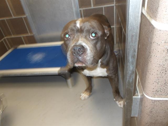 American Pit Bull Terrier / Bull Terrier at Chicago Animal Care and Control