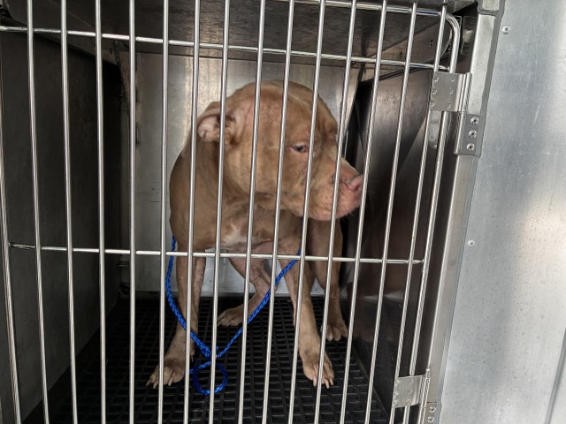 American Pit Bull Terrier / Bull Terrier at Chicago Animal Care and Control