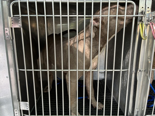 American Pit Bull Terrier / Bull Terrier at Chicago Animal Care and Control