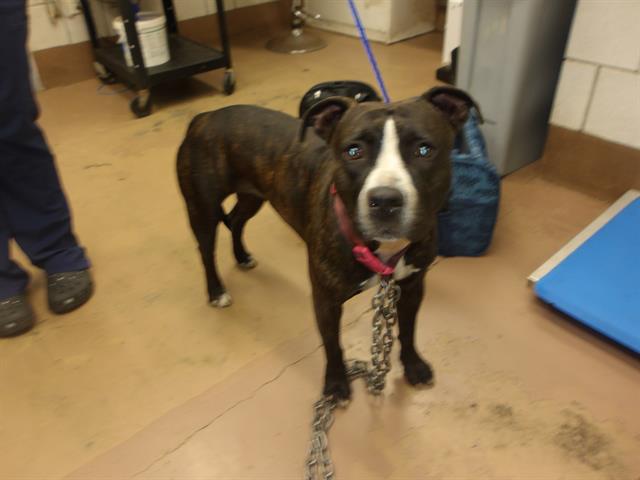 American Pit Bull Terrier / Bull Terrier at Chicago Animal Care and Control