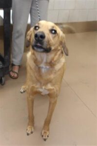 Edison, adoptable Labrador Retriever at Chicago Animal Care and Control