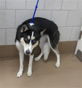 A317136, adoptable Siberian Husky at Chicago Animal Care and Control