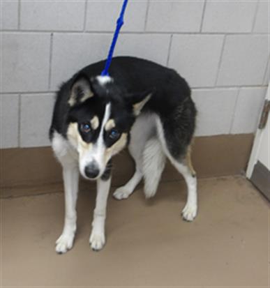 Siberian Husky at Chicago Animal Care and Control