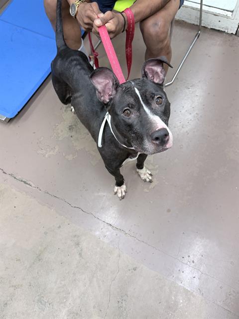 American Pit Bull Terrier / Bull Terrier at Chicago Animal Care and Control