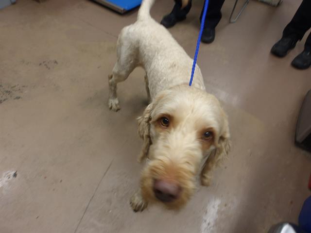 Poodle at Chicago Animal Care and Control