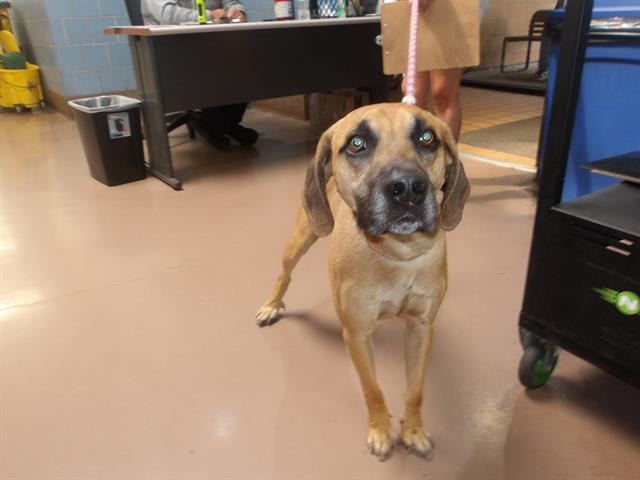 Peanut at Chicago Animal Care and Control