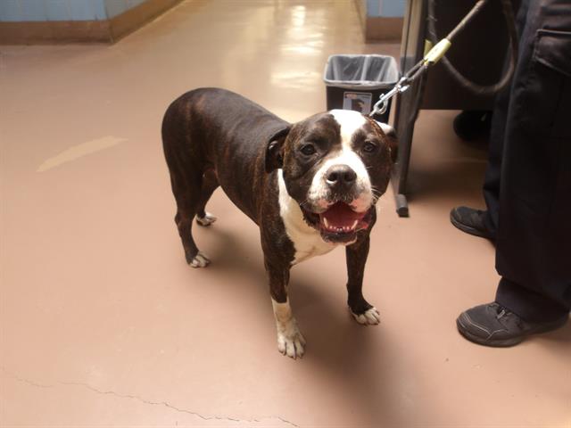 American Pit Bull Terrier / Bull Terrier at Chicago Animal Care and Control