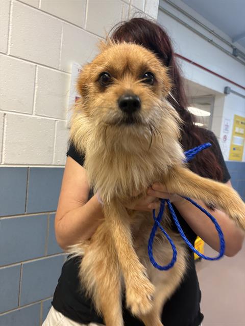 Pomeranian at Chicago Animal Care and Control