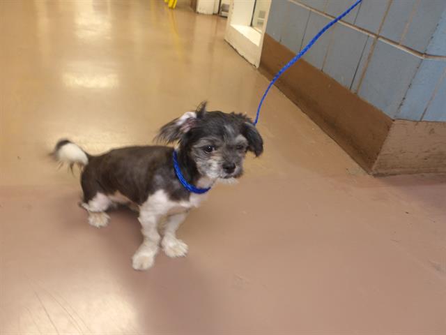 Shih Tzu at Chicago Animal Care and Control
