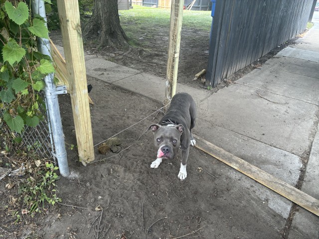American Pit Bull Terrier / Bull Terrier at Chicago Animal Care and Control