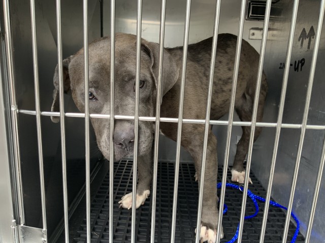 American Pit Bull Terrier / Bull Terrier at Chicago Animal Care and Control