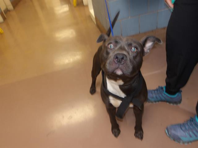 American Pit Bull Terrier / Bull Terrier at Chicago Animal Care and Control