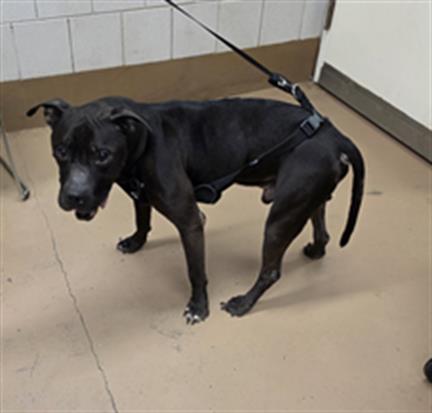 American Pit Bull Terrier / Bull Terrier at Chicago Animal Care and Control