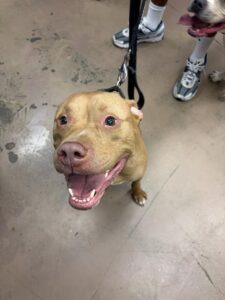 Canelo, adoptable American Pit Bull Terrier / Bull Terrier at Chicago Animal Care and Control