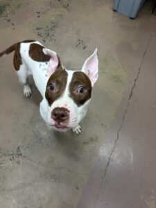 Milo, adoptable American Pit Bull Terrier / Bull Terrier at Chicago Animal Care and Control