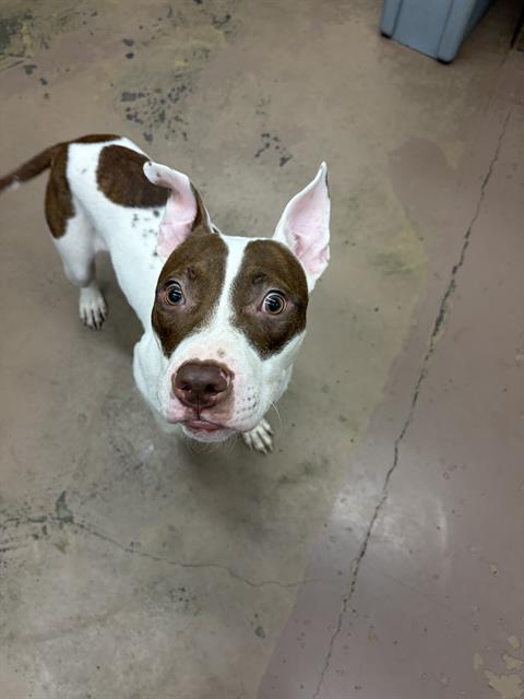 Milo at Chicago Animal Care and Control