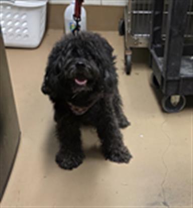 Cocker Spaniel at Chicago Animal Care and Control