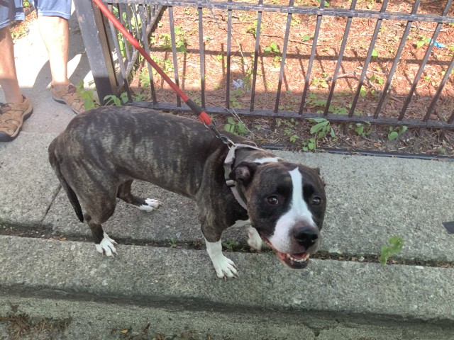 American Pit Bull Terrier / Bull Terrier at Chicago Animal Care and Control