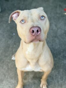 Tamarillo, adoptable American Pit Bull Terrier at Chicago Animal Care and Control