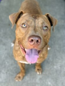 Cheddar, adoptable American Pit Bull Terrier at Chicago Animal Care and Control