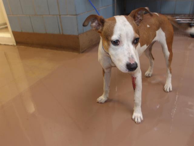 American Pit Bull Terrier / Bull Terrier at Chicago Animal Care and Control