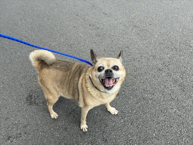 Chihuahua / Pug at Chicago Animal Care and Control