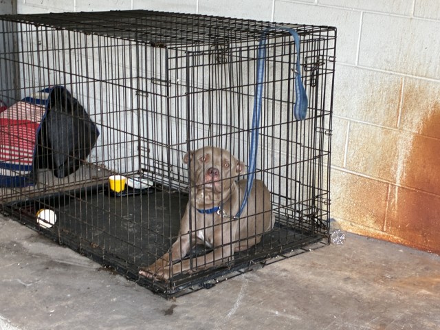 American Pit Bull Terrier / Bull Terrier at Chicago Animal Care and Control