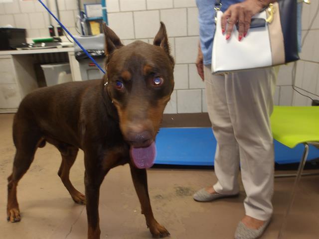 Doberman Pinscher at Chicago Animal Care and Control