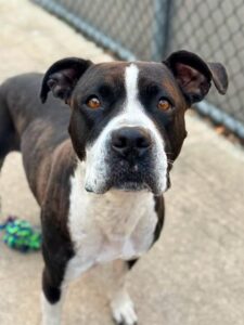 Starlene, adoptable American Pit Bull Terrier at Chicago Animal Care and Control