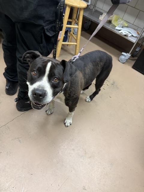 American Pit Bull Terrier / Bull Terrier at Chicago Animal Care and Control
