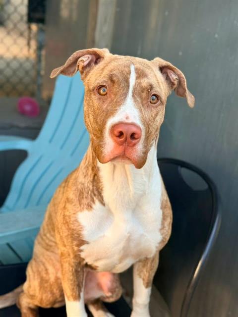 Ilayda at Chicago Animal Care and Control