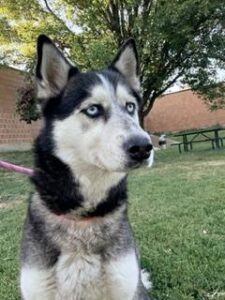 Ladybug, adoptable dog at Chicago Animal Care and Control