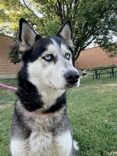 Ladybug at Chicago Animal Care and Control