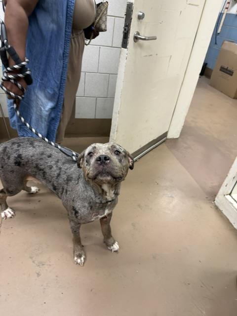 American Pit Bull Terrier / Bull Terrier at Chicago Animal Care and Control