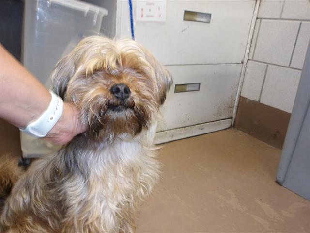Dog A317364 at Chicago Animal Care and Control