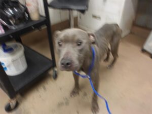 Ashe, adoptable American Pit Bull Terrier / Bull Terrier at Chicago Animal Care and Control