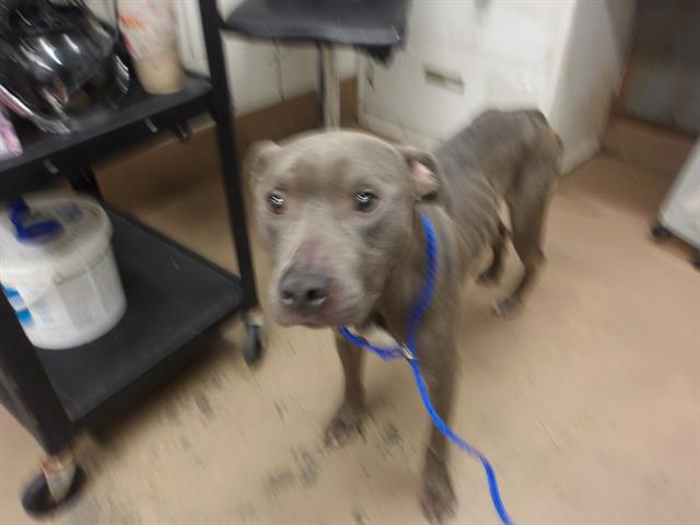Ashe at Chicago Animal Care and Control