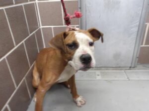 A317366, adoptable American Pit Bull Terrier / Bull Terrier at Chicago Animal Care and Control