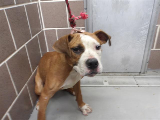 American Pit Bull Terrier / Bull Terrier at Chicago Animal Care and Control