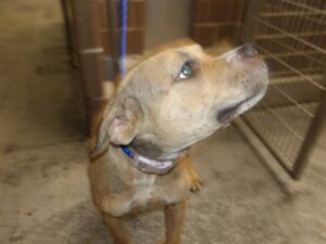 A317367, adoptable American Pit Bull Terrier / Bull Terrier at Chicago Animal Care and Control