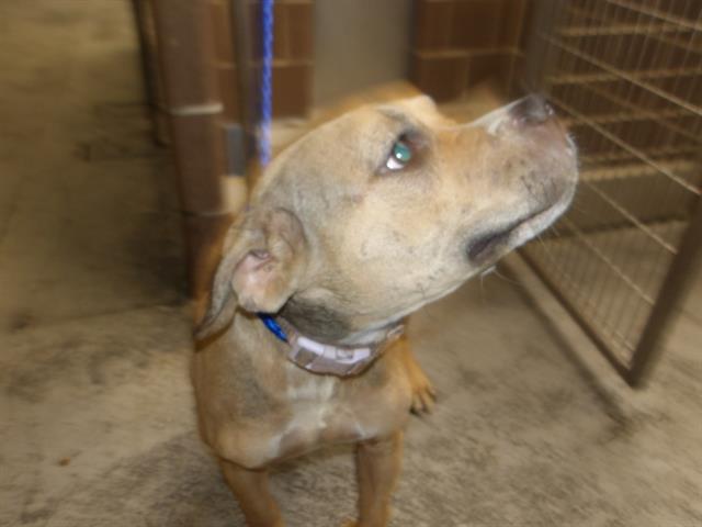 American Pit Bull Terrier / Bull Terrier at Chicago Animal Care and Control