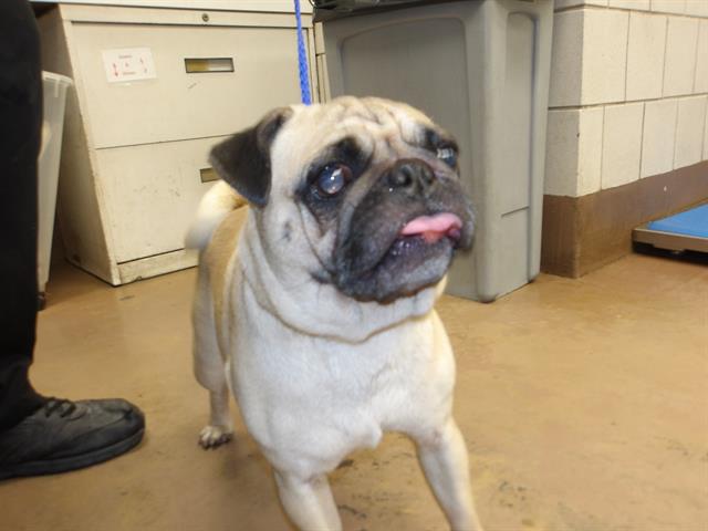 Pug at Chicago Animal Care and Control