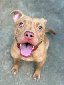 Jessica Jane, adoptable American Pit Bull Terrier at Chicago Animal Care and Control