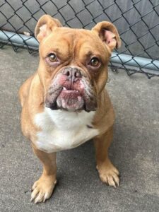 Cruz, adoptable American Pit Bull Terrier / Bull Terrier / Bulldog at Chicago Animal Care and Control