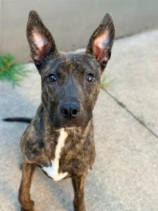 Alyx, adoptable Labrador Retriever at Chicago Animal Care and Control